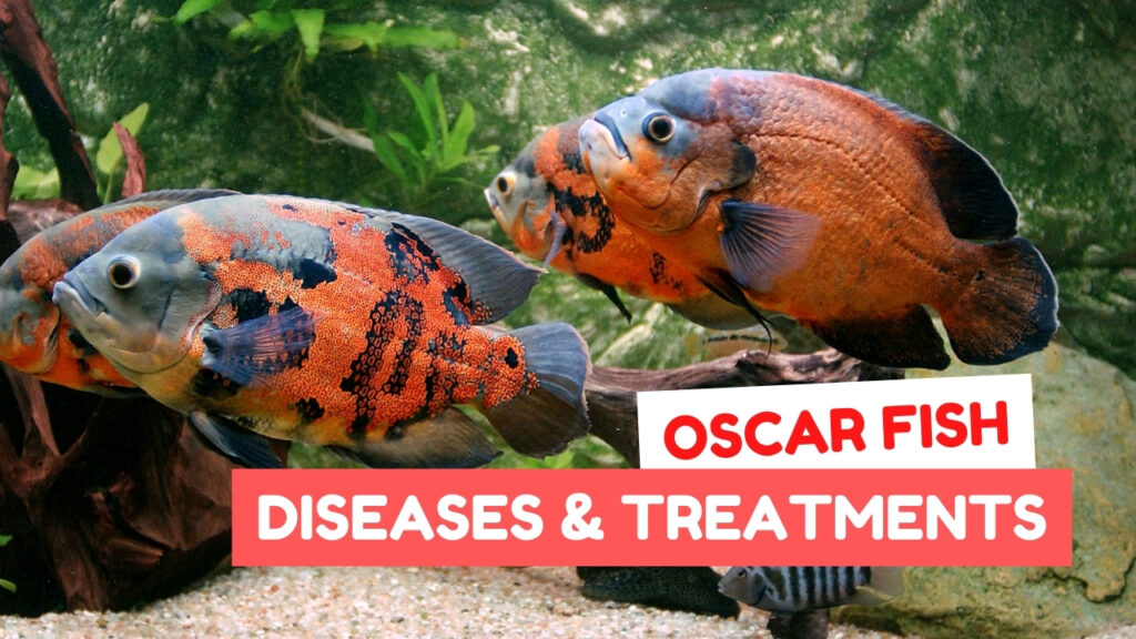 Oscar Fish Disease