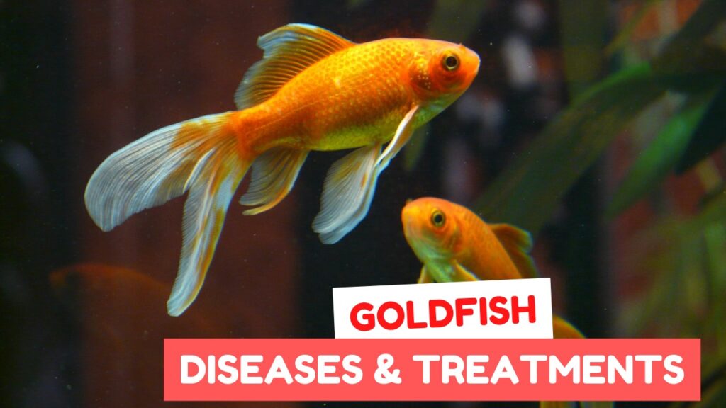 Goldfish diseases