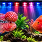Aquarium Setup